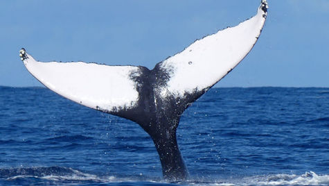 Observation from the boat with engines off of a humpback whale and her calf