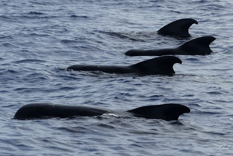 Group of pilot whales in Guadeloupe