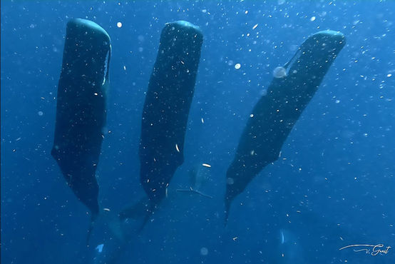 Sperm whales napping surrounded by orbs
