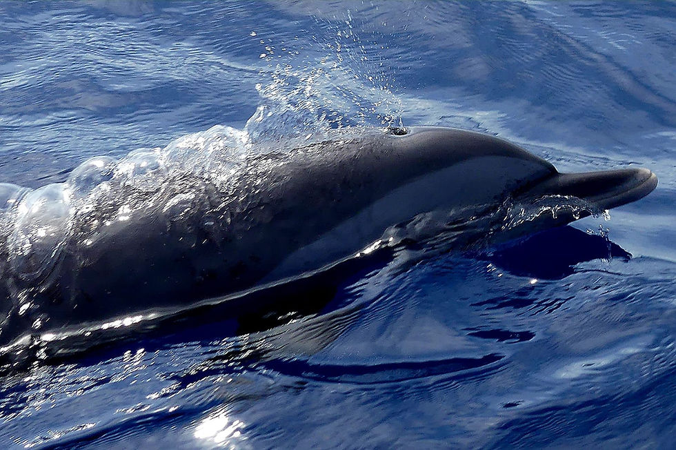 Dauphin tacheté pantropical