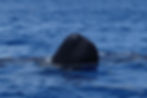 Superbe spyhopping d'un cachalot lors d'une excursion en mer