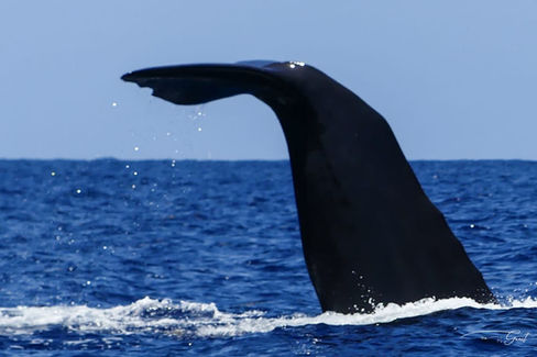 When the sperm whale dives to reach the depths of Guadeloupe