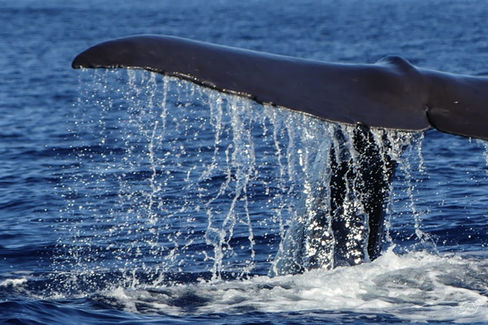 Magnificent tail of a sperm whale in Guadeloupe with Soleil Excursions