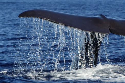 Magnifique caudale d'un cachalot en Guadeloupe avec Soleil Excursions