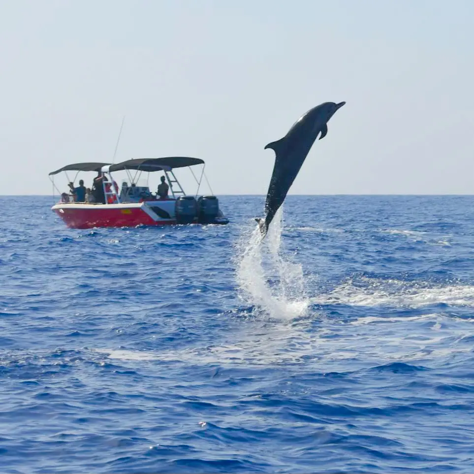 Lors de nos sorties en mer nous avons la chance d'observer un vrai spectacle des dauphins joueurs prêt du bateau
