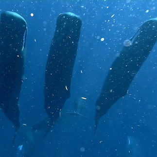 The micro-nap of sperm whales in Guadeloupe