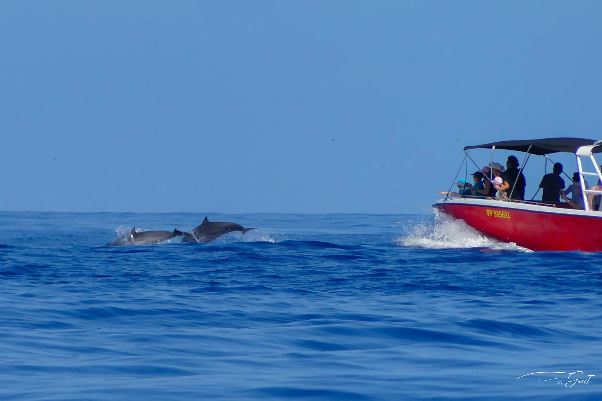 Admirez les dauphins sauter devant le bateau