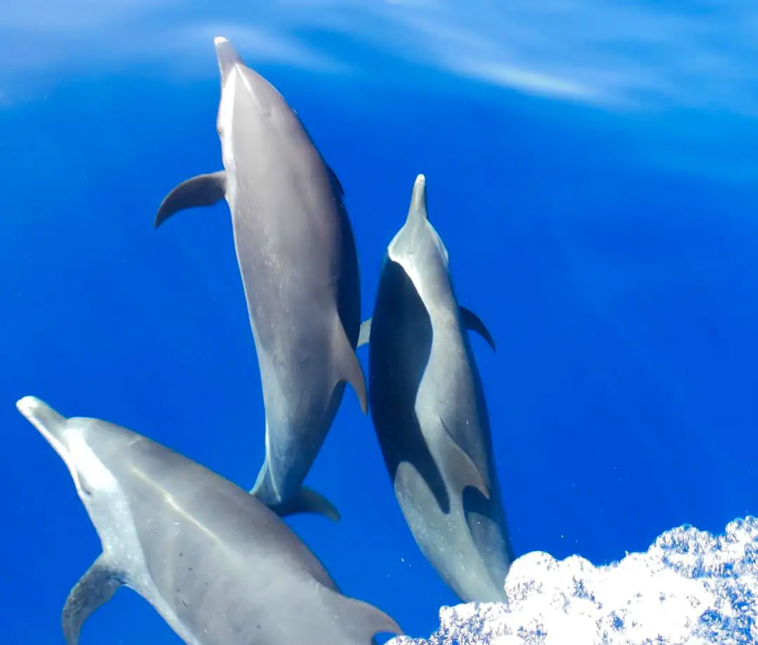 Où voir les dauphins en Guadeloupe