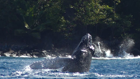 Humpback whale calf spotted in Guadeloupe