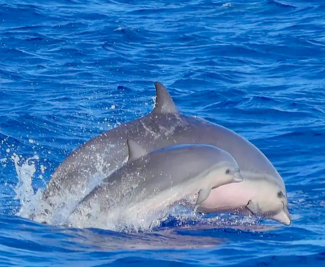 Observer le dauphin fraser en Guadeloupe lors de votre sortie en mer avec Soleil Excursions