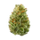 Thumbnail: Strawberry Cough