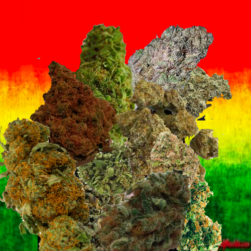 BUDnBOB