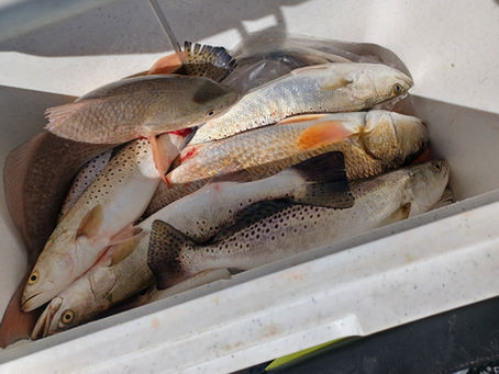 Port Aransas Fishing Charters: Inshore Fishing on the Texas Coast