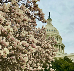 This photo of the Capitol dome with sakura was taken during the 1-day NYC-DC trip with New York Tours Plus by your tour guide YAROSLAV BONDARENKO 