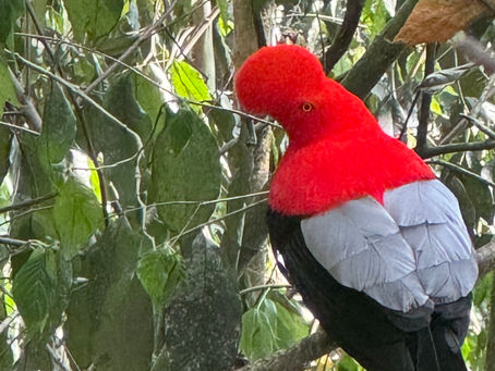 Check out The NY Times Article about booming ecotourism & bird watching in Colombia - A Bird-watchers Paradise!