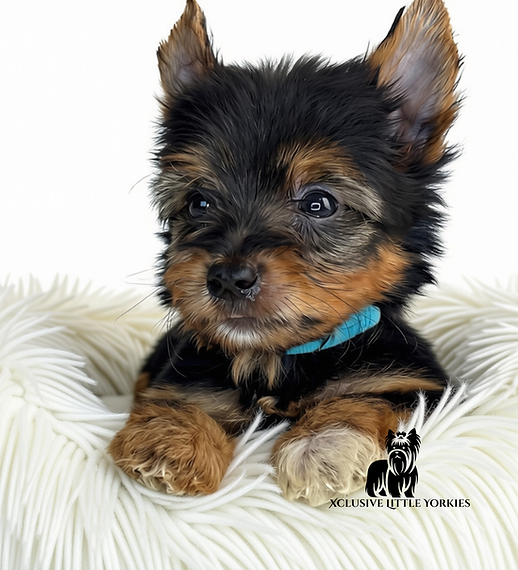 Jude – Yorkshire Terrier puppy from Xclusive Little Yorkies