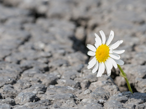 Growing from Adversity: How to Build Resilience