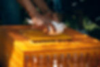 Person gently releasing white dove from crate