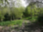 Path_into_Cunnery_Wood_Nature_Reserve,_Halifax_-_geograph.org.uk_-_5368385.jpg