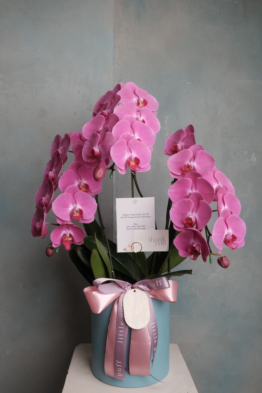 Thumbnail: Premium Anggrek - VP