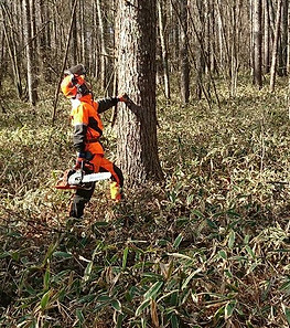 剪定.伐採 | 有限会社 天女山 | yamanashi