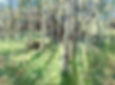 BACKLIT ASPENS