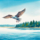 Freedom      -      For EU      -      100 EUR