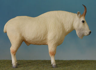 BVFHiroka600.jpg