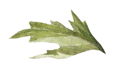 feuille         