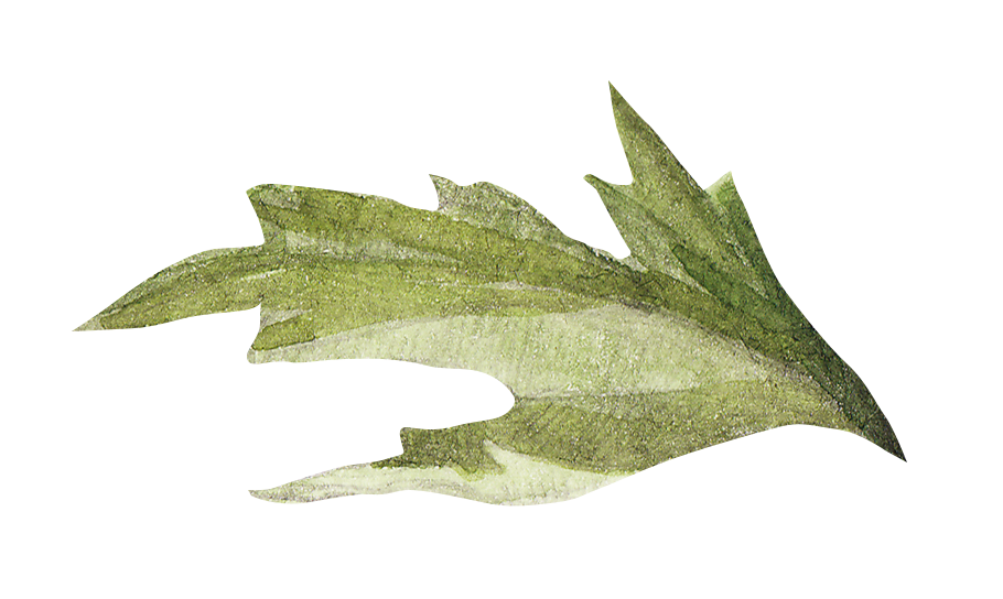 illustration of a leaf