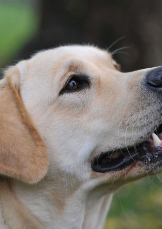 Labrador Retriever giallo, Labrador Retriever femmina, It.Ch. Sunny Shade Perfect Score