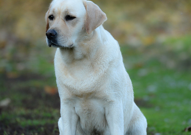 Labrador Retriever giallo, Labrador Retriever femmina, Rosemary Breeze Sunny Shade