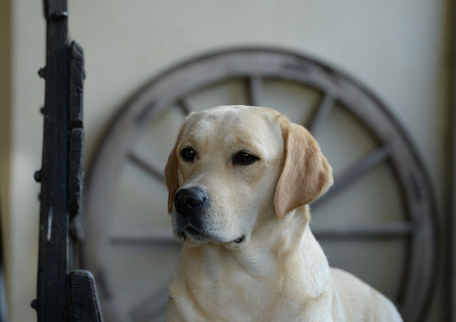Labrador Retriever giallo, Labrador Retriever femmina, Sunny Shade Vicky Cristina Barcelona