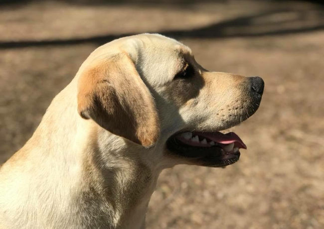 Labrador Retriever giallo, Labrador Retriever femmina, Rosemary Breeze Sunny Shade