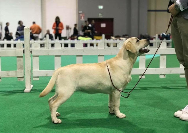 Labrador Retriever giallo, Labrador Retriever femmina, Rosemary Breeze Sunny Shade