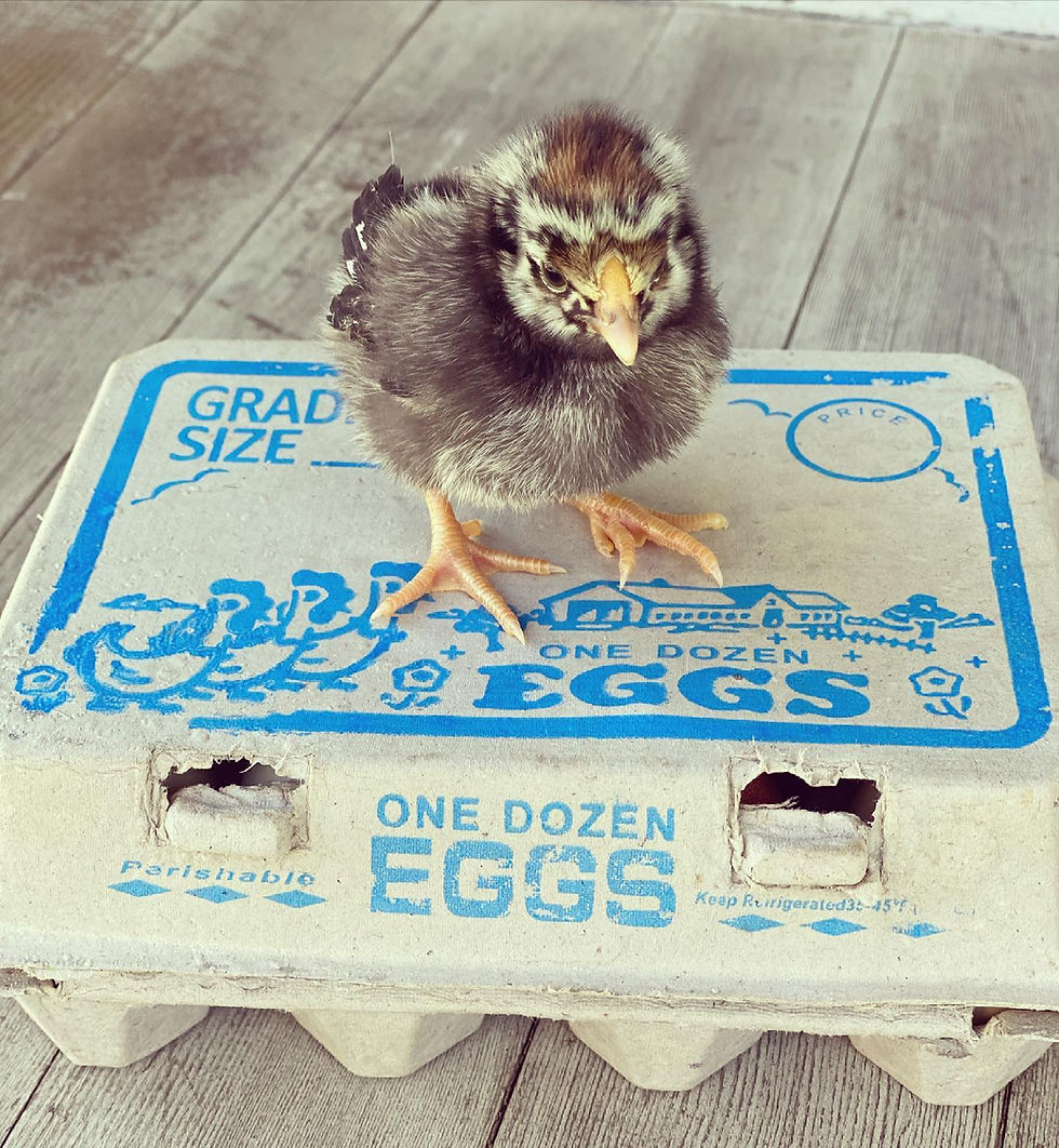 Thumbnail: Vintage Inspired Egg Carton