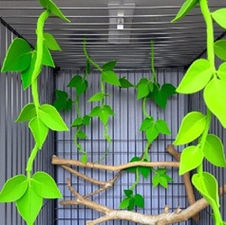 Cage vines and perches to add to your pocket pet cage.