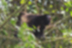 alouatta-palliata_1ac