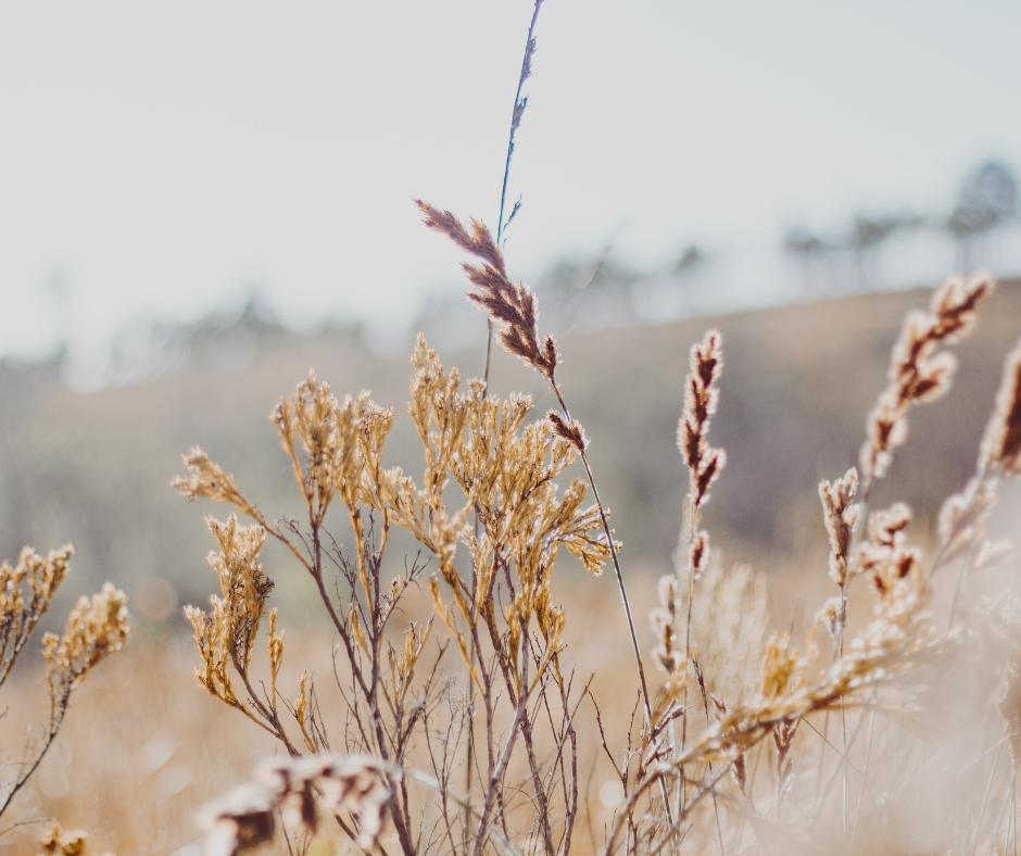 Calm, simple nature scene representing simplicity in teaching and reduced overwhelm