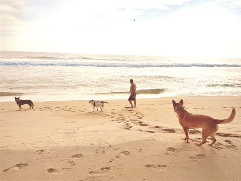 Three Dogs. Three Agendas.