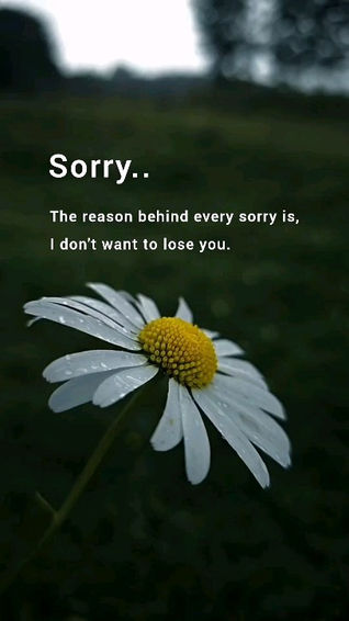 The Reason Behind Every sorry is
