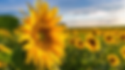 Sunflower Quotes || A sunflower field is like a sky with a thousand suns.