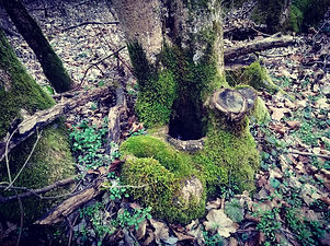 IMG_20180129_074943.jpg