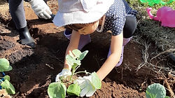 秋野菜の苗植え