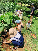 収穫、植え付けなど
