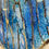 Thumbnail: Harp Coral