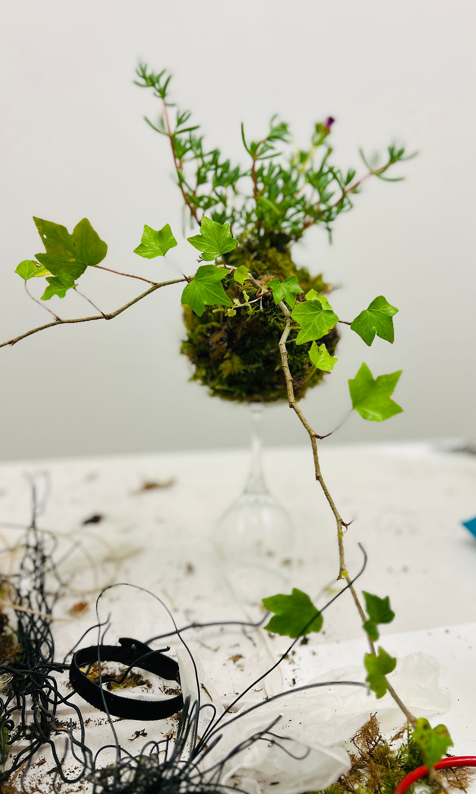 Thumbnail: Kokedama | 23rd JULY