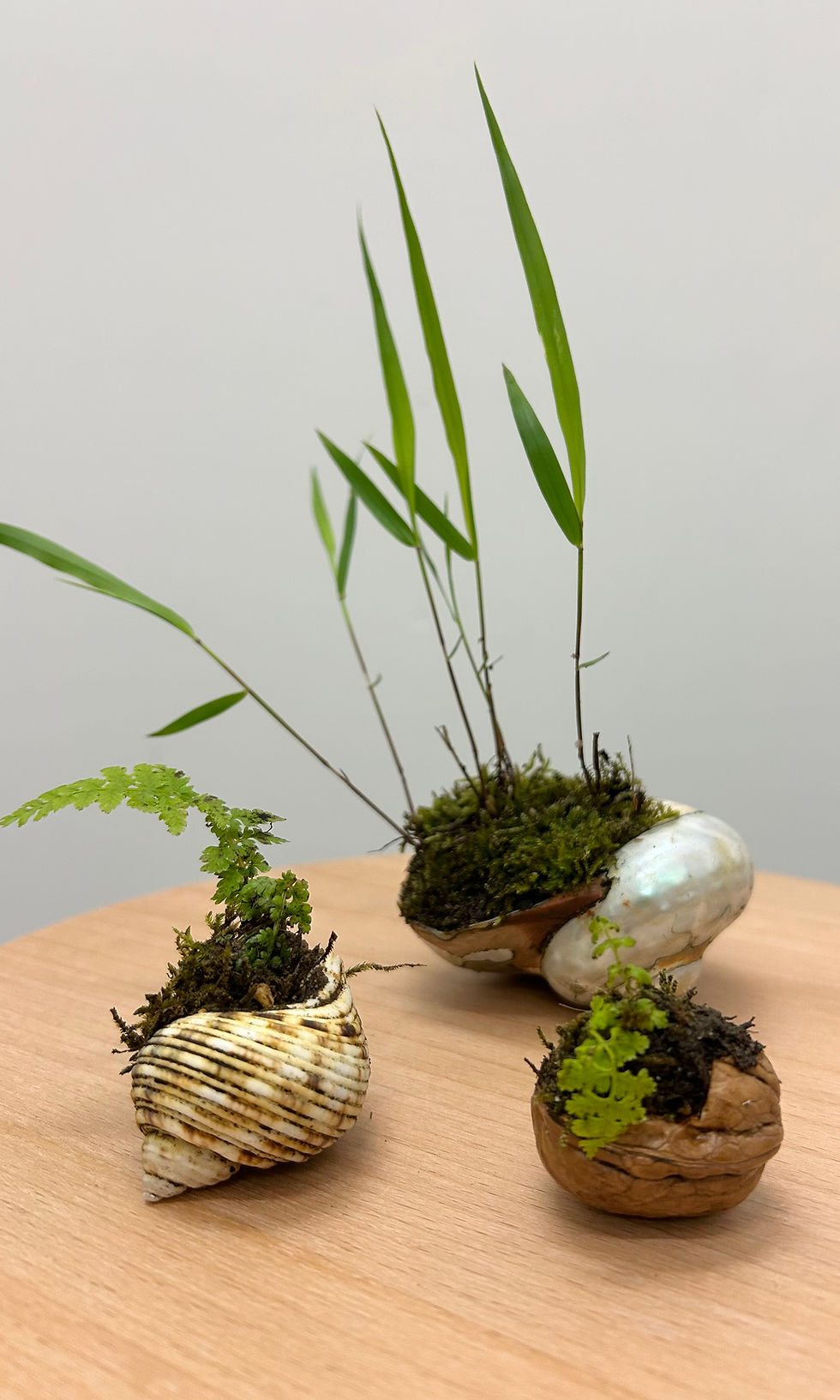Thumbnail: Kokedama | 23rd JULY