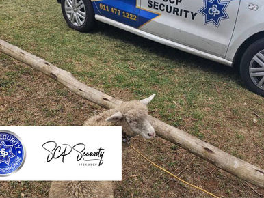 LAMB RESCUED FROM SLAUGHTER| NORTHCLIFF
