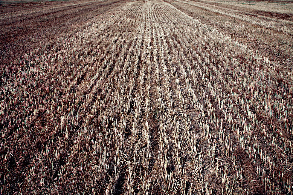 The field
